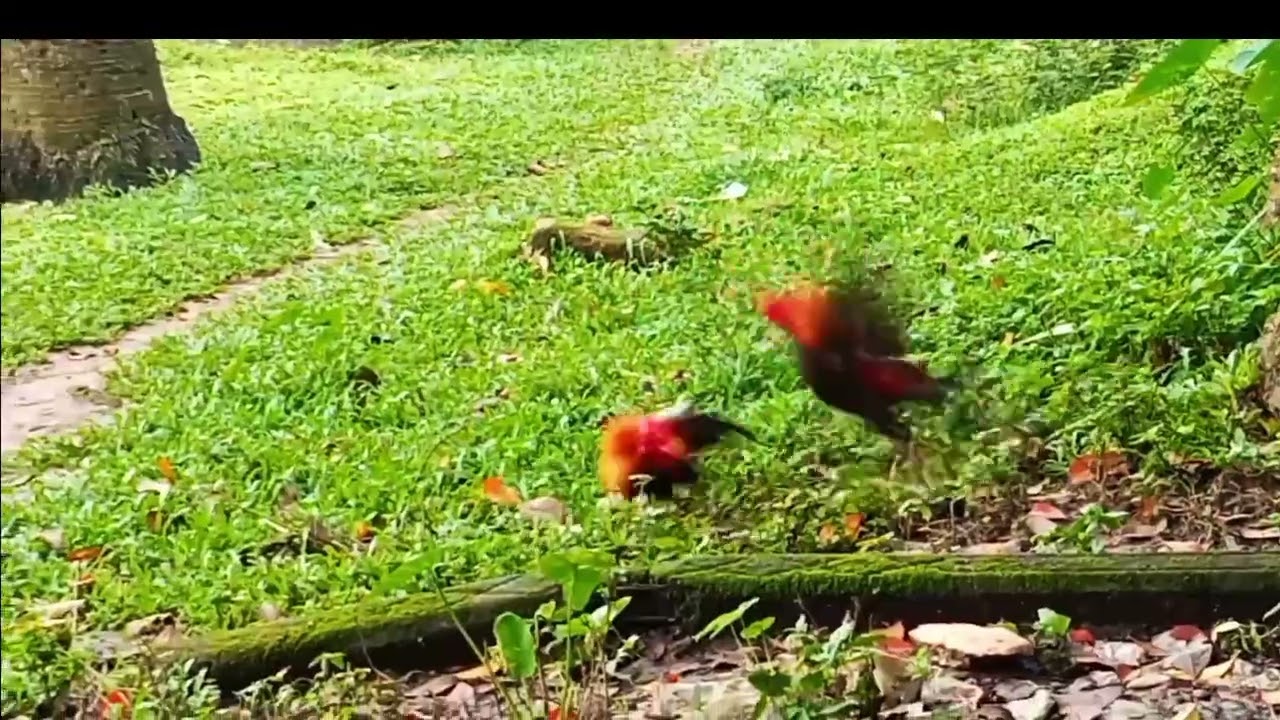 Naughty And Sweet Cock Fights