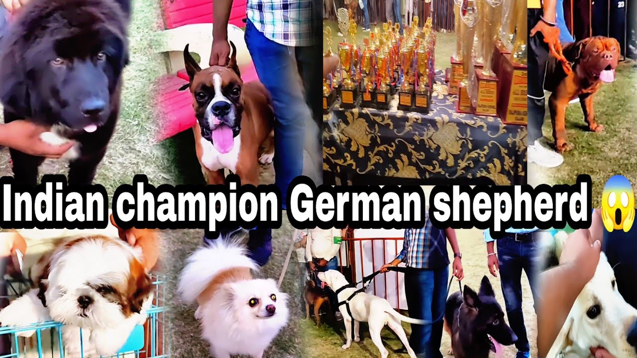 Indian champion German shepherd 😱 in Rajpura dog show  //meet up with @Rohit Kush Kissan kennel