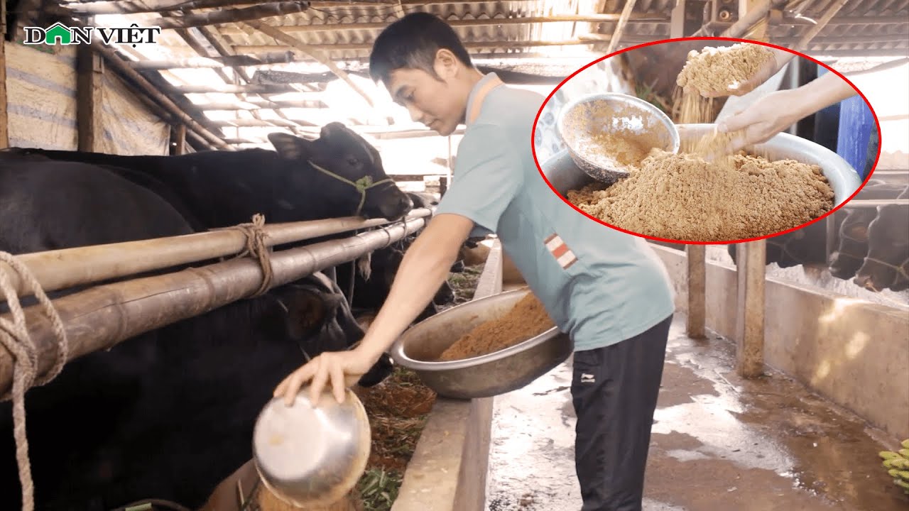 Chàng Trai 8X 'Mách' Công Thức Làm Thức Ăn Chăn Nuôi Bò 3B Siêu Lợi Nhuận | Báo Dân Việt