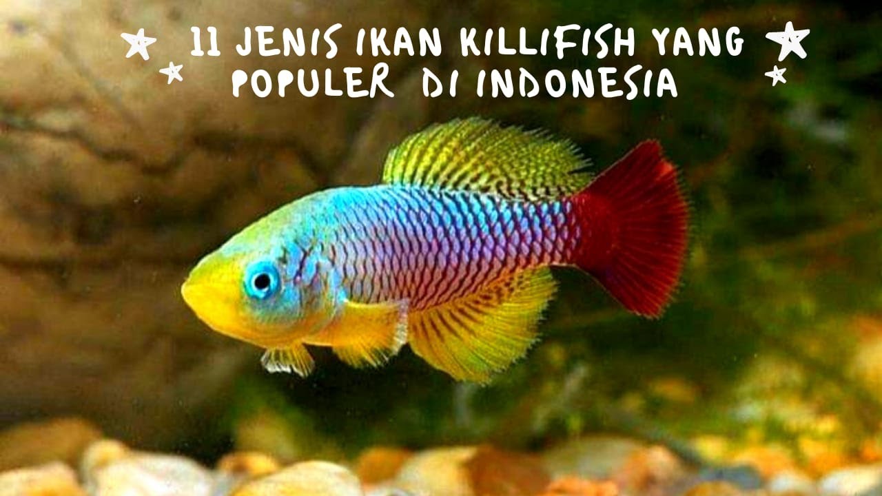 11 Jenis Ikan Killifish Yang Populer di Indonesia