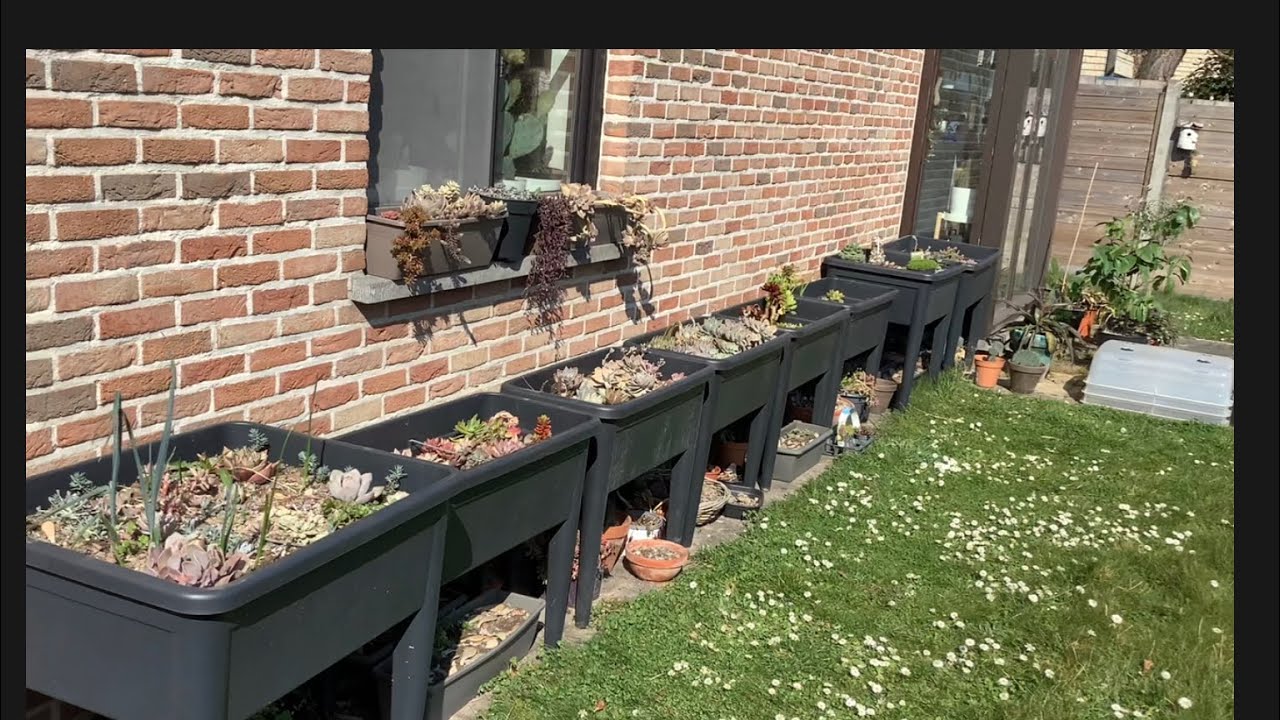Bahçeme bahar geldi. Sukulent ve kaktüslerimin bahara merhaba deyişi