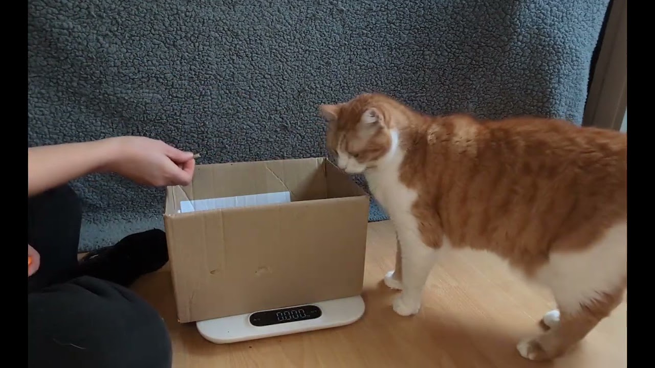 Wie kommt der Kater auf die Waage?