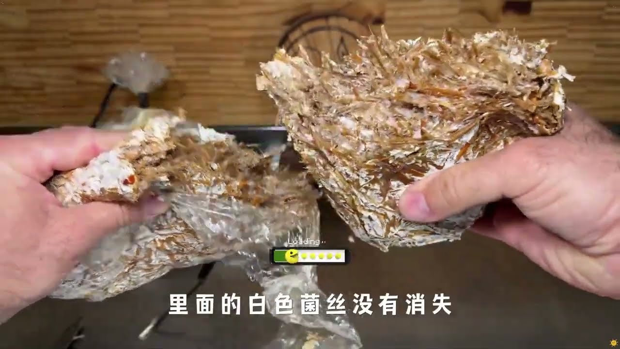 蘑菇自行种植 没有菌种也能用之前种植袋接种 #蘑菇种植 #平菇 #种植小技巧 #蘑菇菌种 #平菇菌包