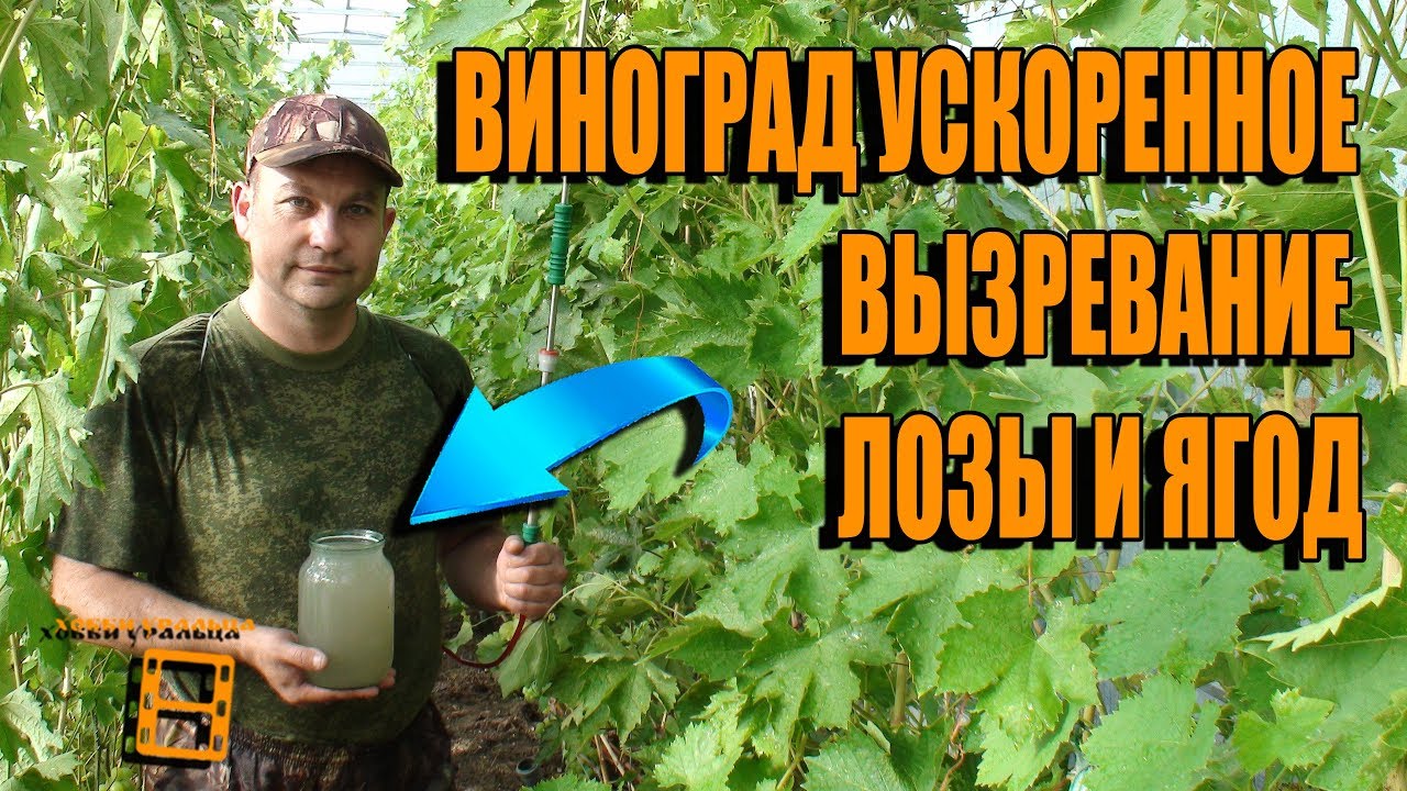 УСКОРЯЕМ ВЫЗРЕВАНИЕ ЛОЗЫ И ЯГОД ВИНОГРАДА. ВЫЗРЕВАНИЕ ЛОЗЫ ЧАСТЬ 2. ВЫРАЩИВАНИЕ ВИНОГРАДА В ТЕПЛИЦЕ
