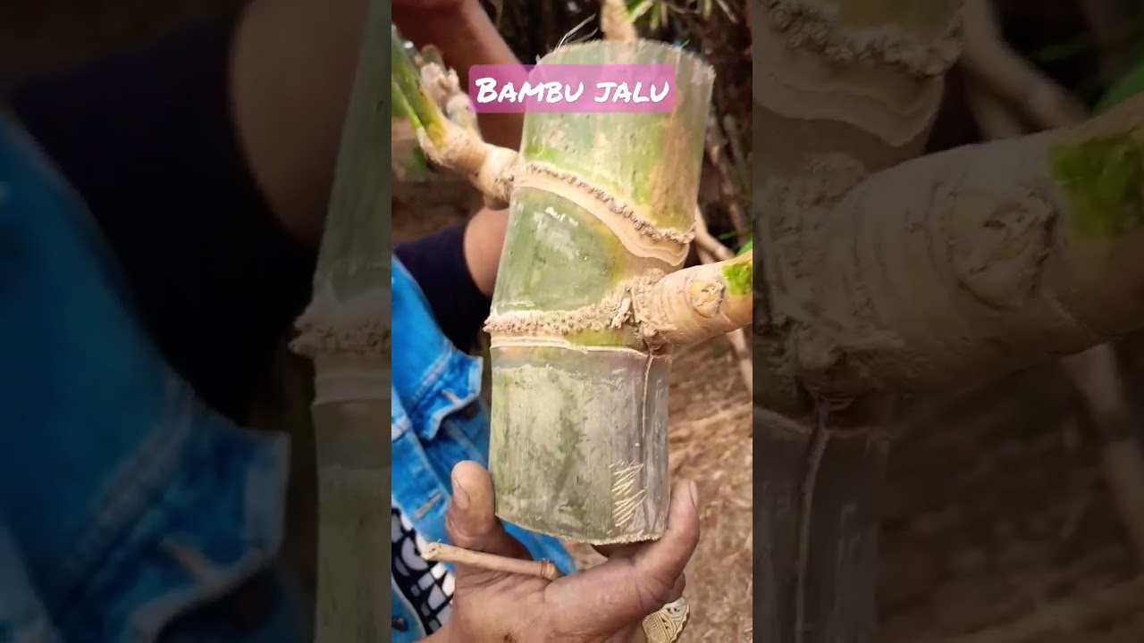 Bambu Jalu Batang Raga