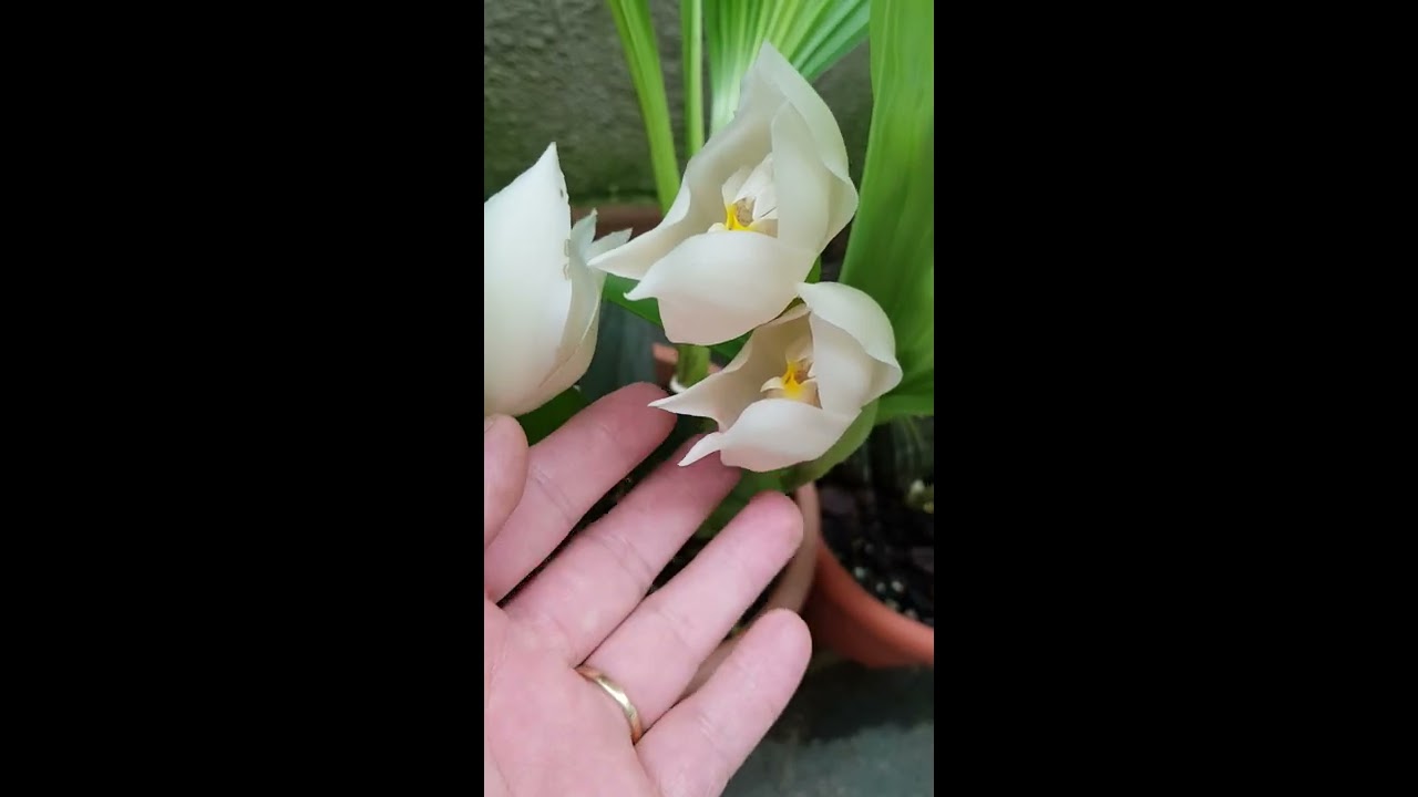 ANGULOA TOGNETTIAE.