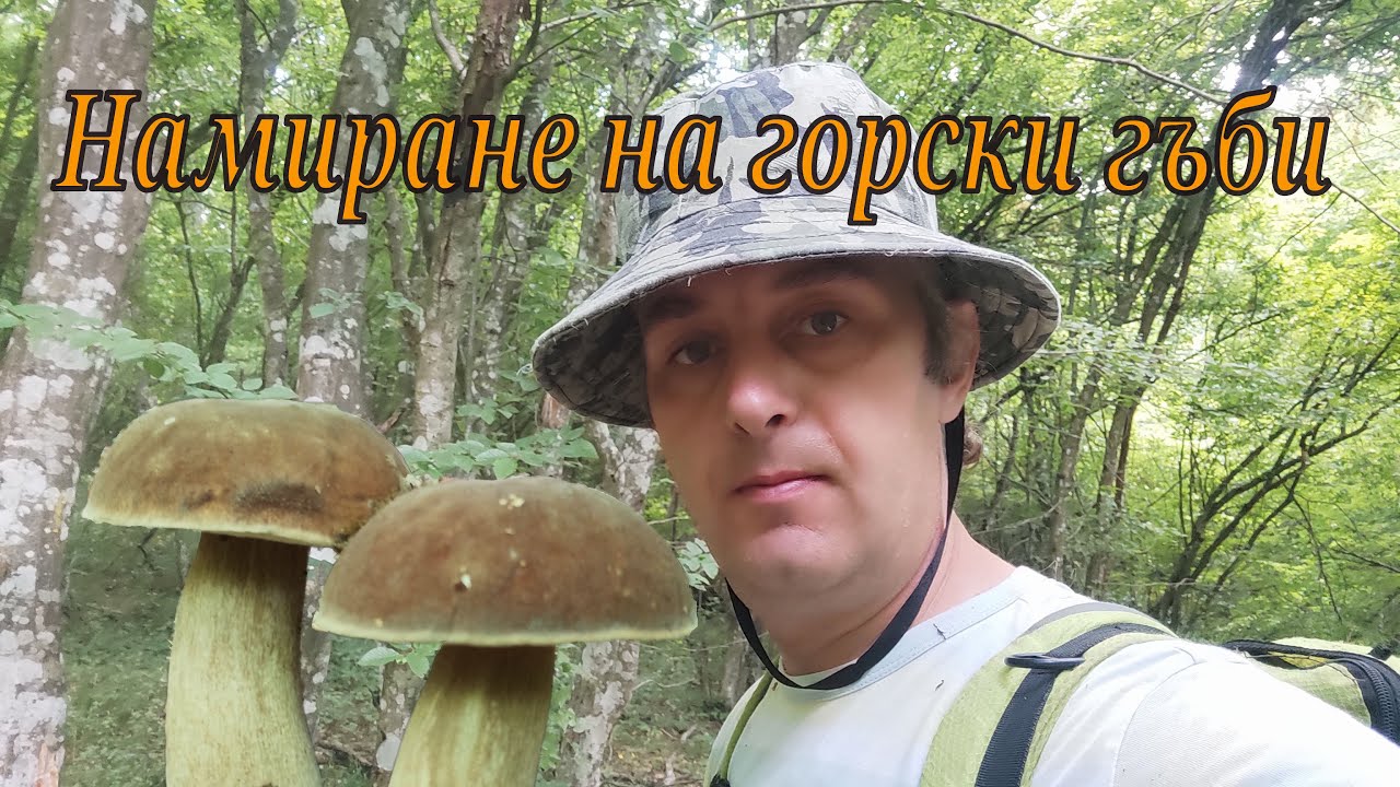 Намиране и бране на хубави горски гъби.