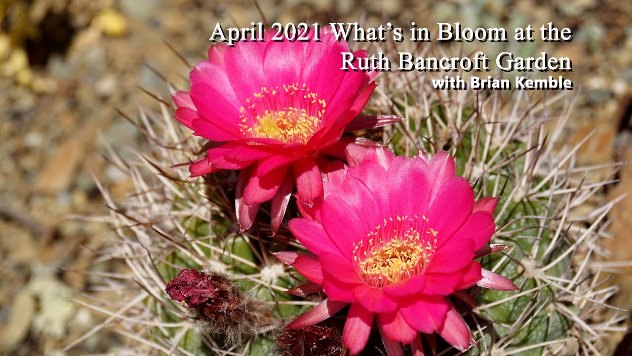 What's in Bloom at the Ruth Bancroft Garden (April 2021)