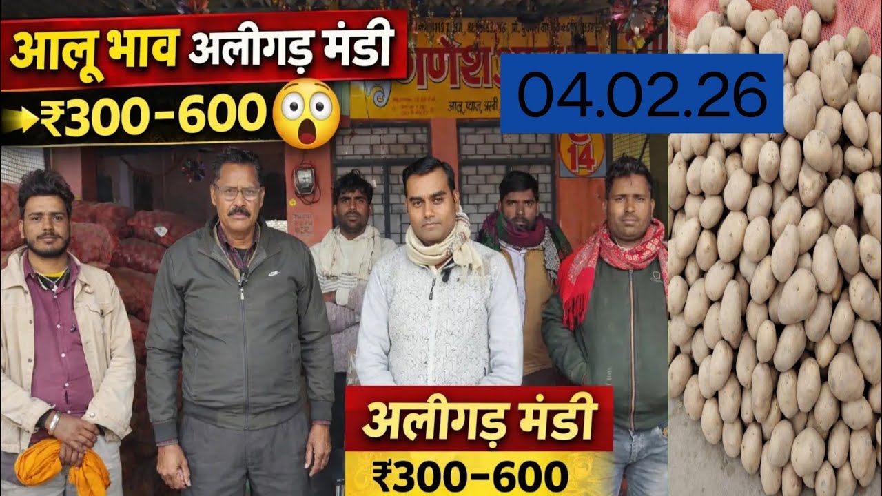 # आज अलीगढ़ मंडी में आलू का ताजा भाव # #farming #khetibadi #आलू_की_खेती #आलूभाव 