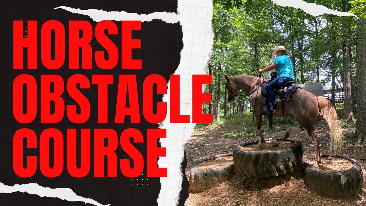 Trail Horse Obstacle Course at North Fork River Ranch, MO #horse #horsebackadventures #trailhorse