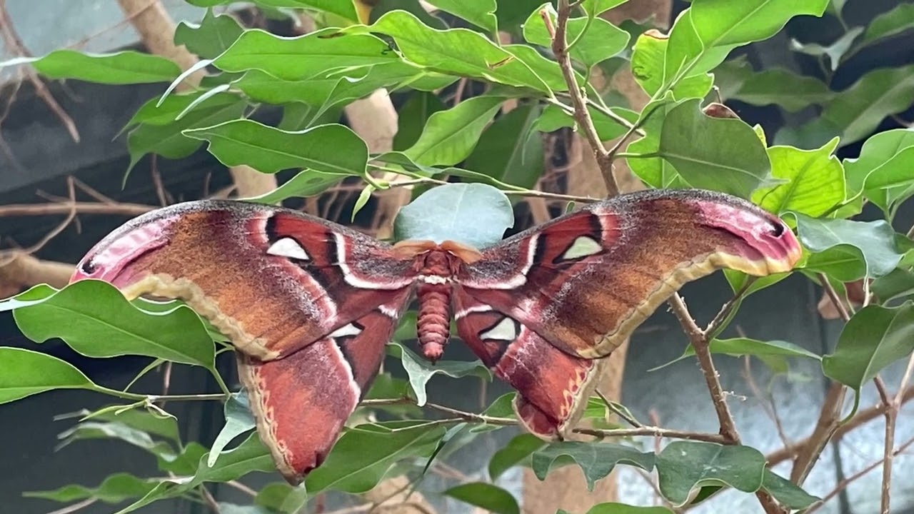 Exploring Cambridge Butterfly Conservatory!
