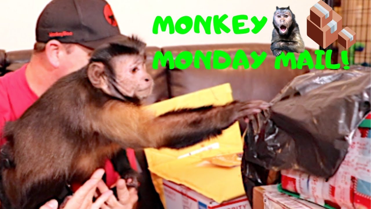Monkey Monday Mail Time With Capuchin MonkeyBoo!