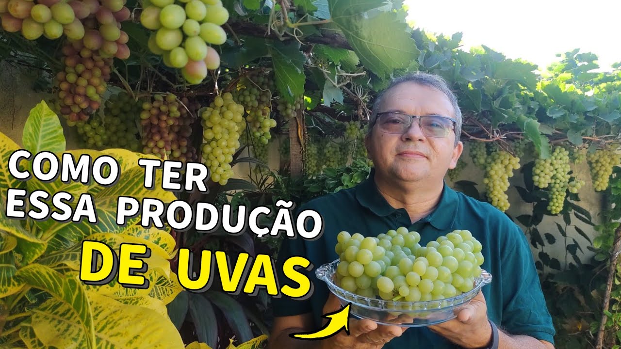 Como ter essa  produção de uva.