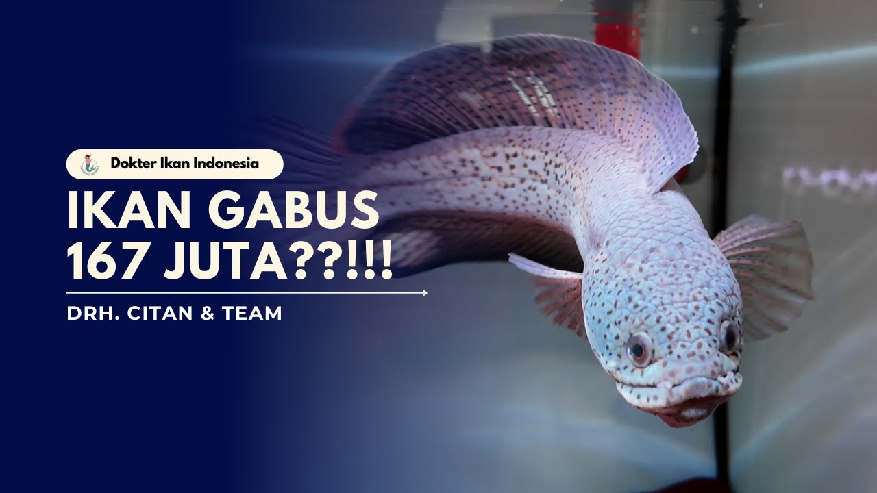 INSANG IKAN CHANNA BARCA TUMBUH TUMOR??!! | DOKTER IKAN INDONESIA
