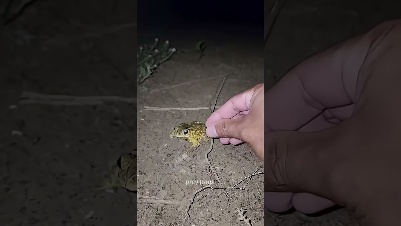 Catch big frogs funny | Try don't laugh | wepwep catching frogs make you laugh #shortsviral