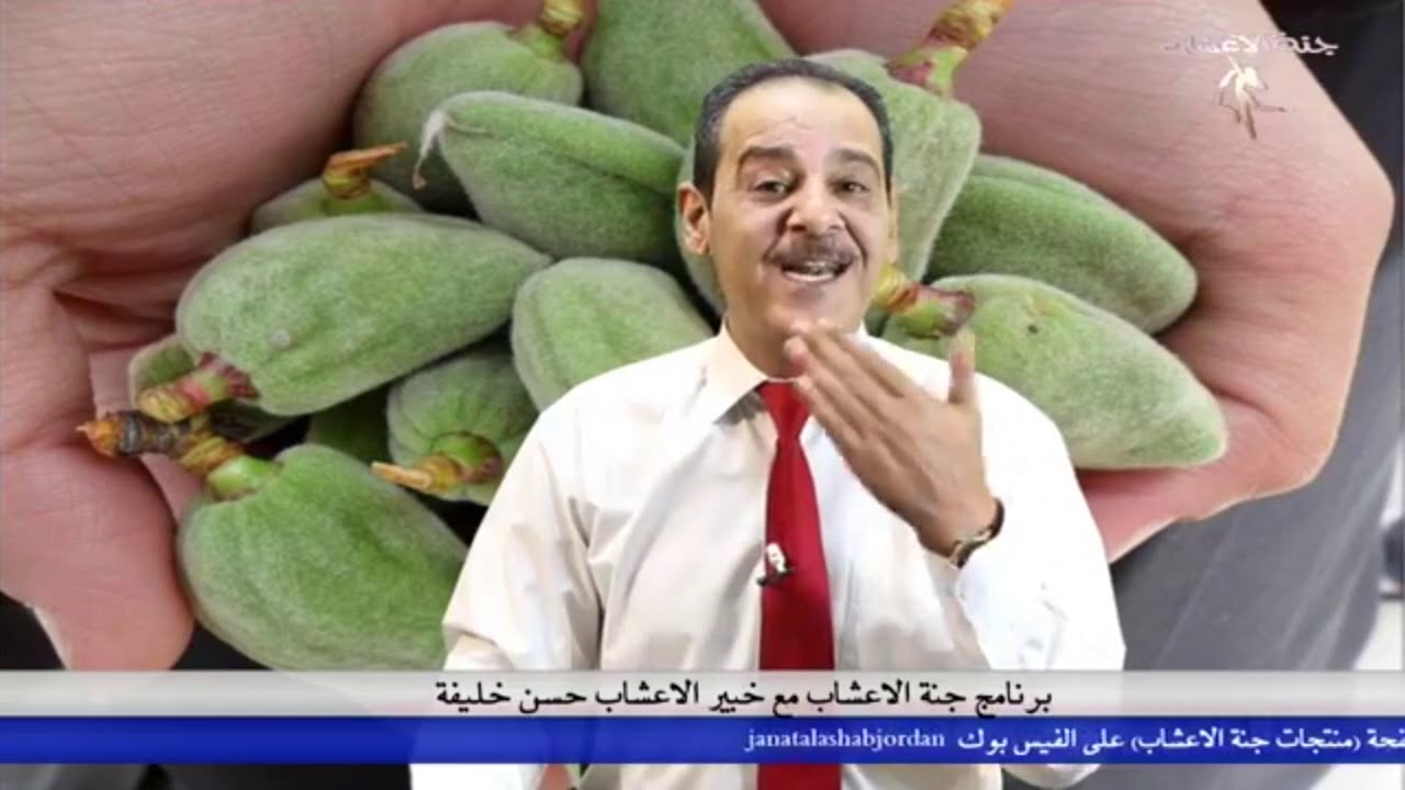 اللوز الأخضر : فوائد ذهبيّة لقلبك ووزنك مع خبير الاعشاب حسن خليفة - جنة الاعشاب
