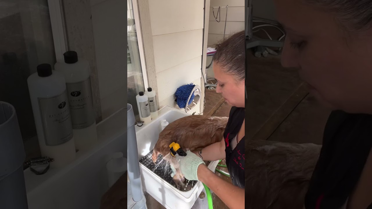 Senior Cocker Grooming - Step 1