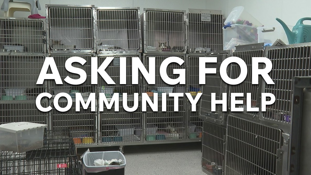 Animal Charity rescues 58 animals in one day, asks community for help