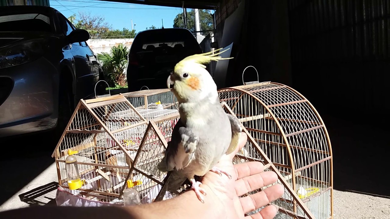 Can&aacute;rios belga e calopsita mansa tomando sol.