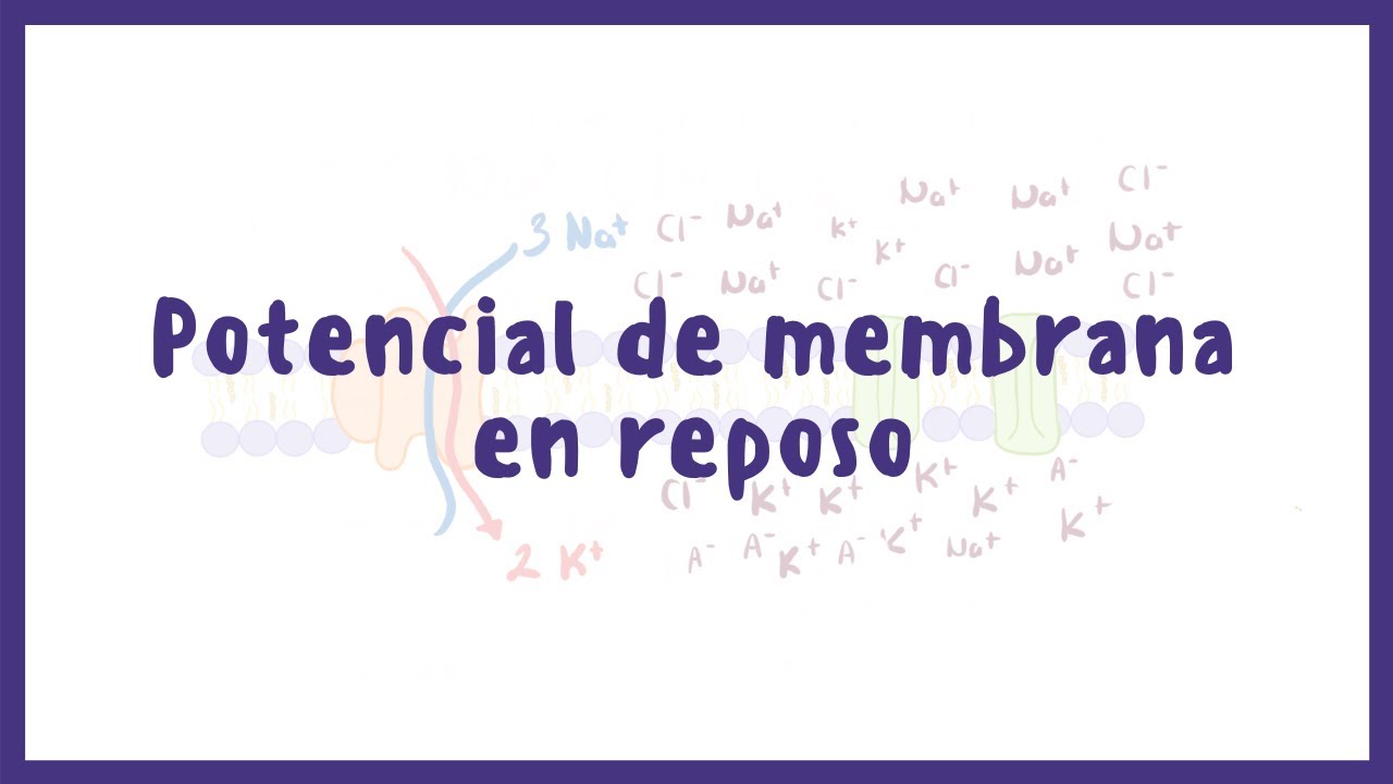 FISIOLOGÍA | Potencial de membrana en reposo | Blasto Med