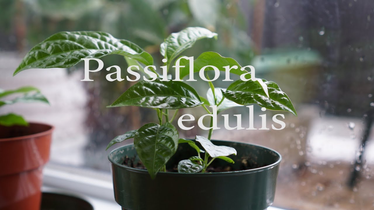 Amazing Timelapse of a Passion Fruit plant (Passiflora Edulis) with Sony A6000