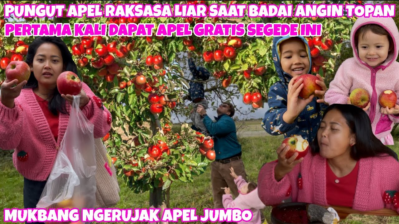 REJEKI PUNGUT APEL RAKSASA SAAT BADAI ANGIN HUJAN
