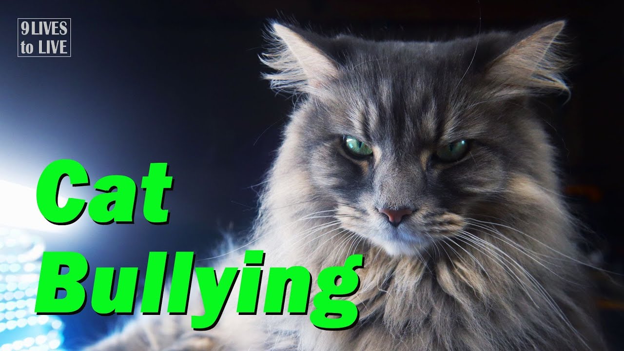 Is Your Cat Being Bullied? Six Signs to Watch for
