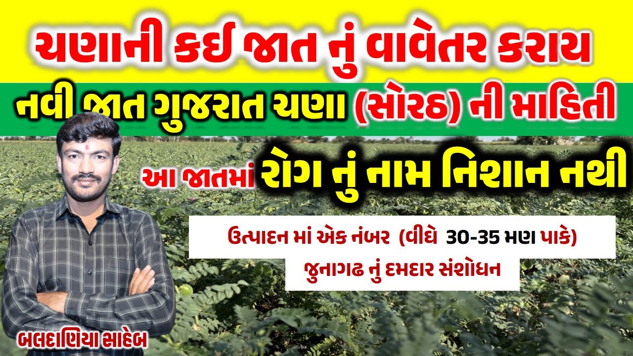વીઘે 30-35 મણ ઉત્પાદન આપતી ચણા ની શ્રેષ્ઠ જાત,  જુનાગઢ ની નવી સંશોધિત જાત, ચણા ની શ્રેષ્ઠ જાત
