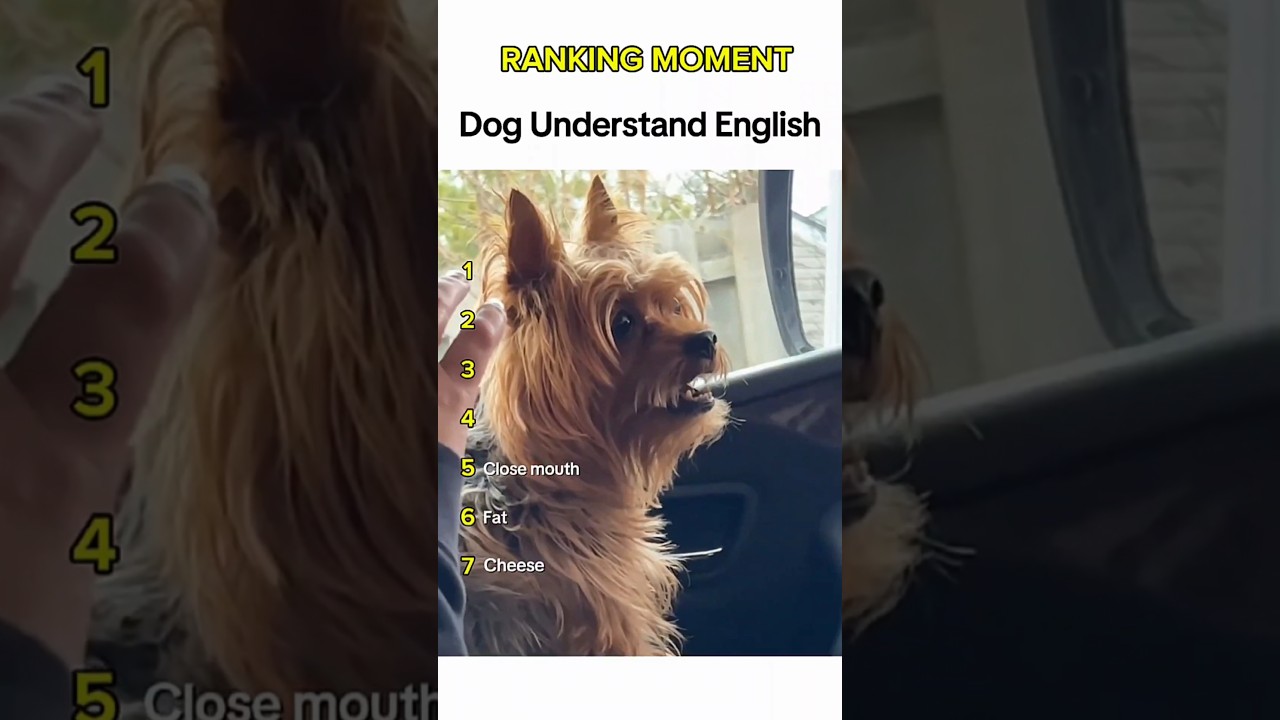 Dogs being idiots part 358 😂| Funny dogs compilation #funnydog #funnypet #cutedog #dog #dogsworld