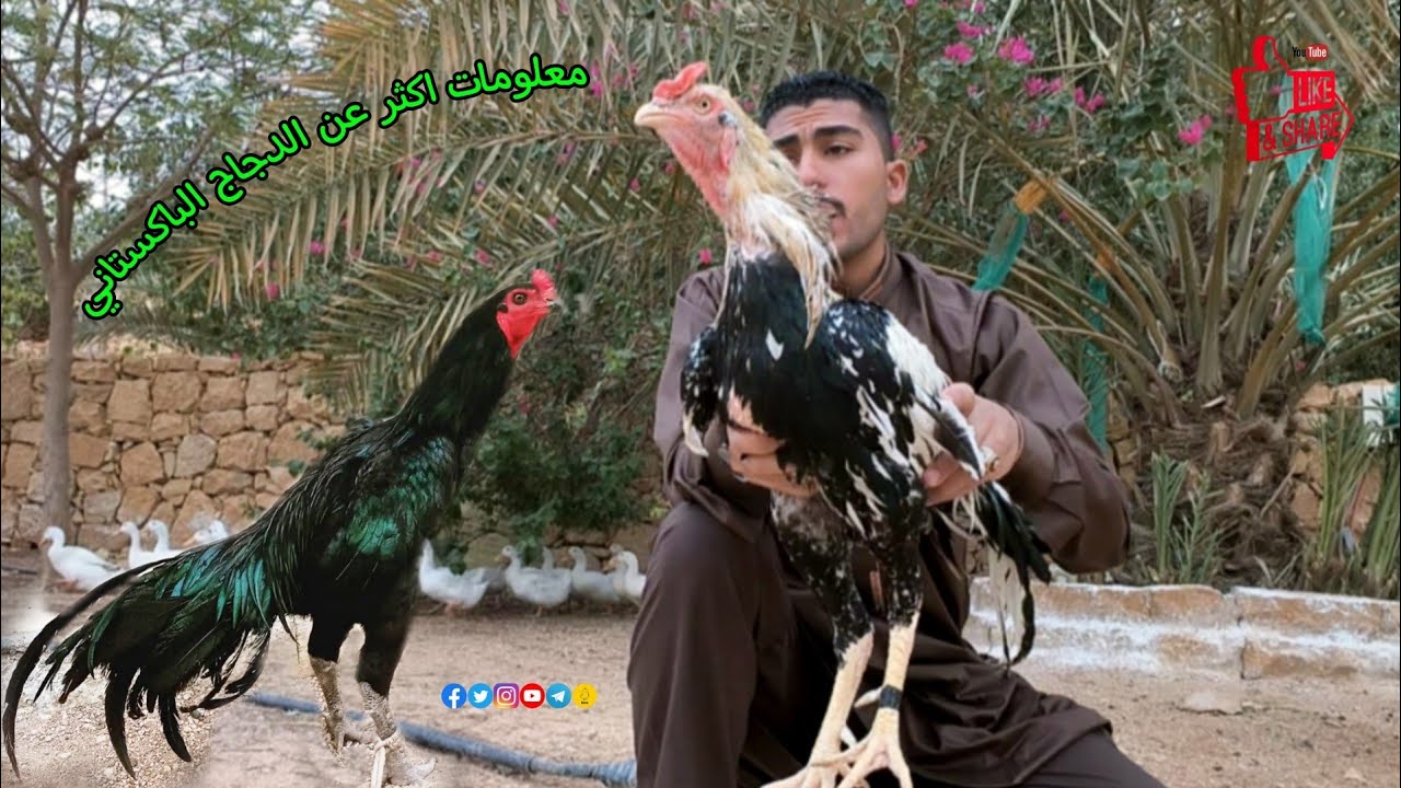مواصفات هي اللي تميز الدجاج الهندي ساندي باكستاني اسيل 🪽🪶