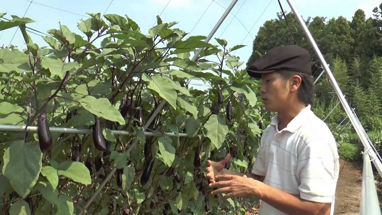 茨城県古河市〜なす〜