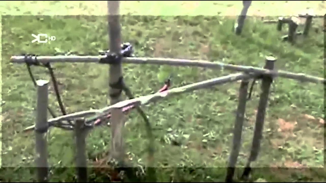 Trampa Rambo