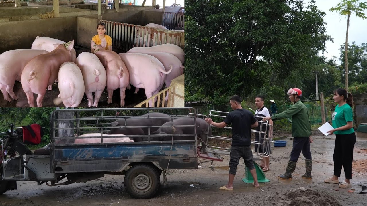 Low pork prices, slow consumption, pig farmers sad because of losses ( Ep 391 )