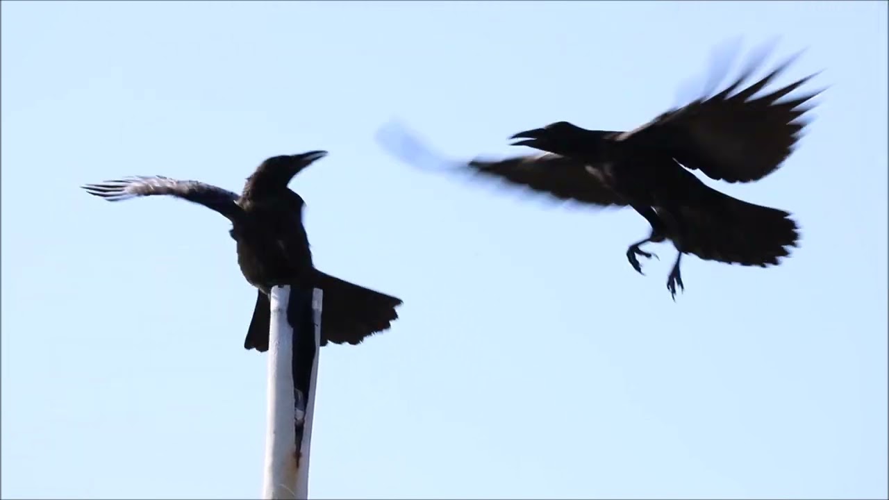 Черные чертята-воронята шатают трубу. / Corvus corone orientalis /Eastern Carrion Crow/ ハシボソガラス