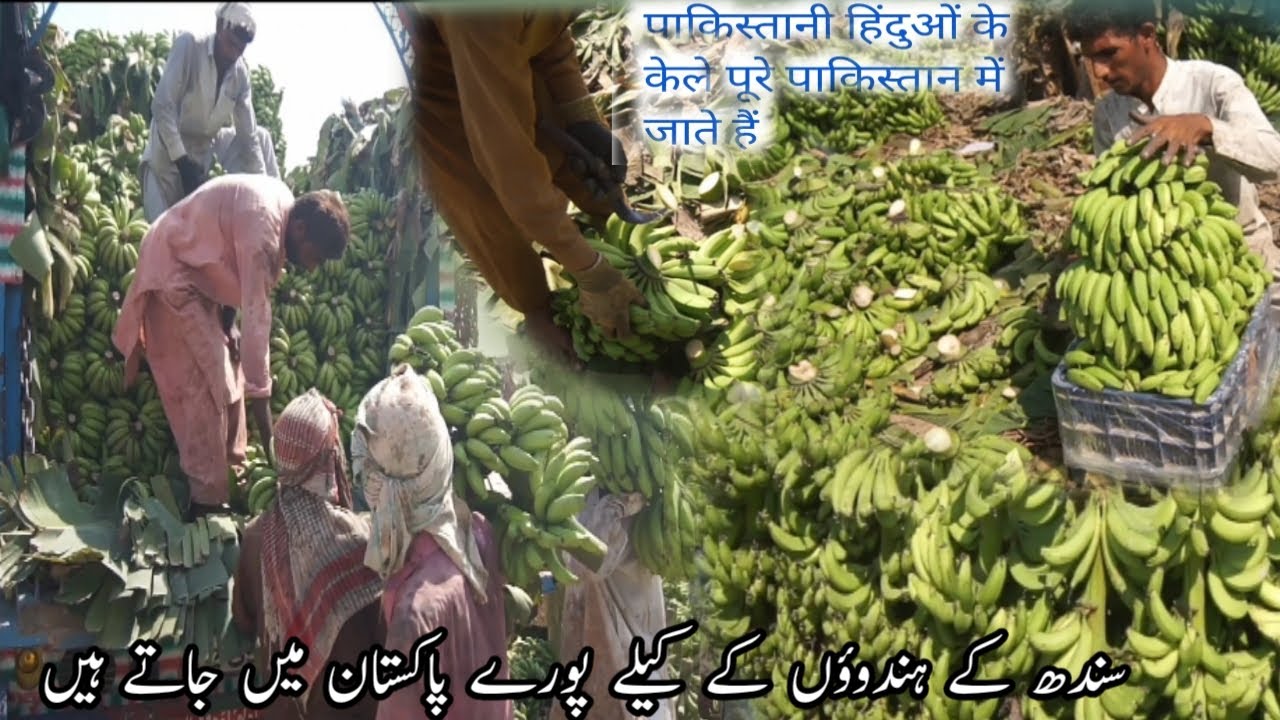 Banana market kela mandi Business of Pakistani Hindus