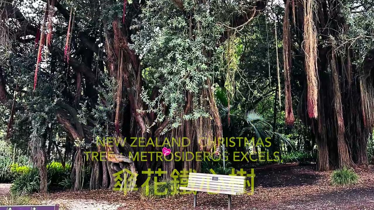 舊金山植物園February 15, 2026