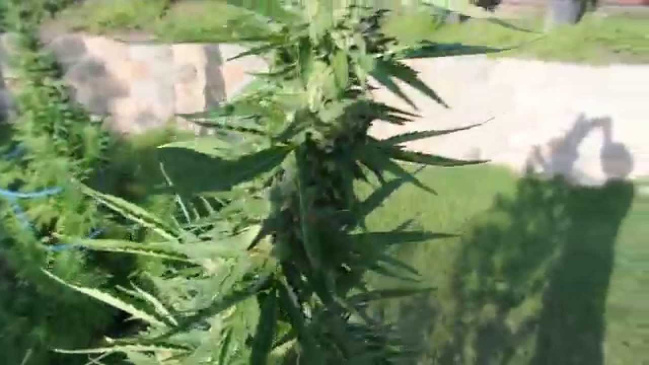 Cannabis strain-Ice