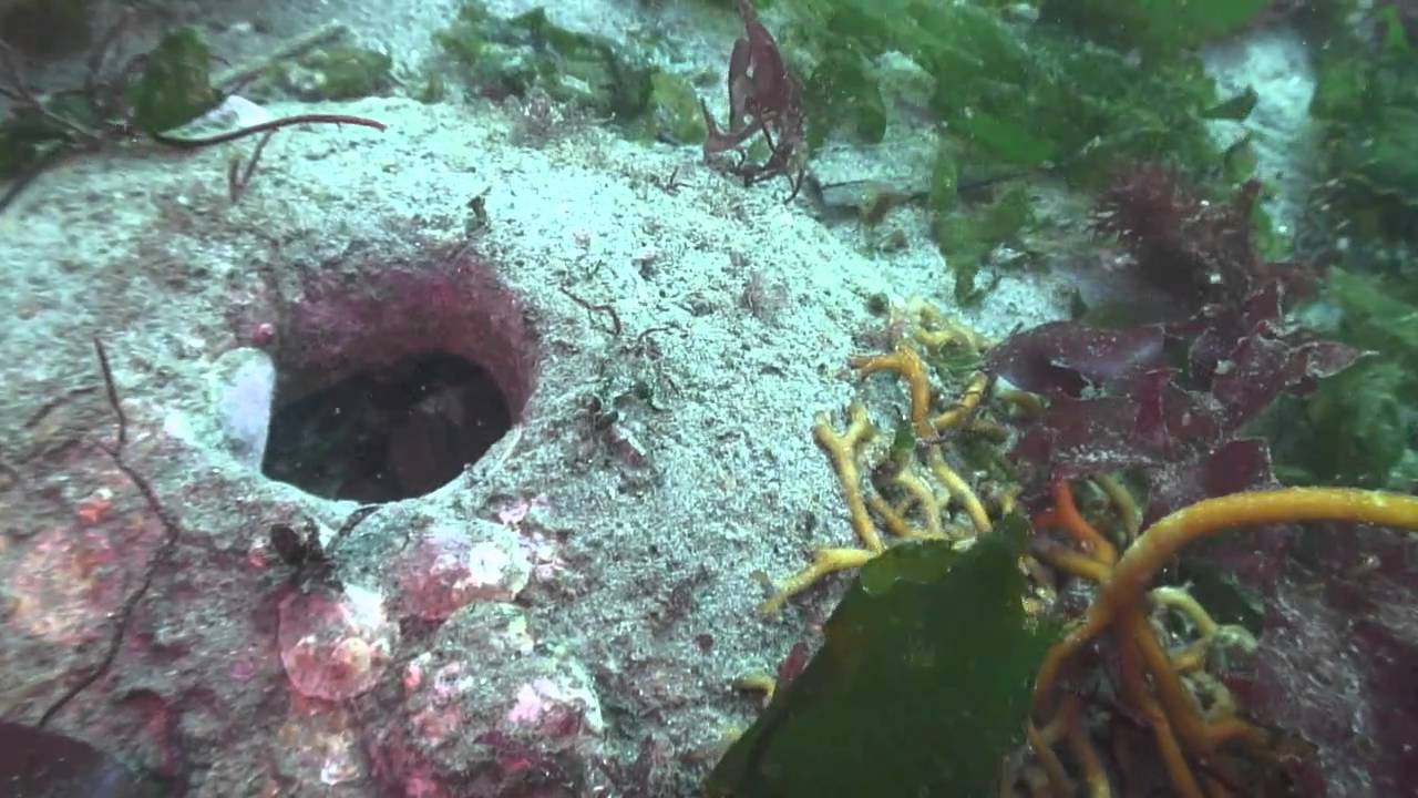 Scuba Diving Puget Sound at Edmonds, WA