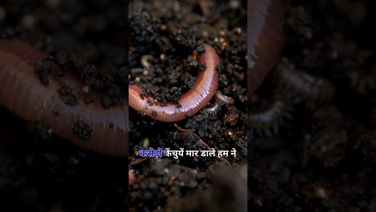 गोबर कि खाद के फायदे | #rajivdixit #cowdung #ayurveda #helth #sorts