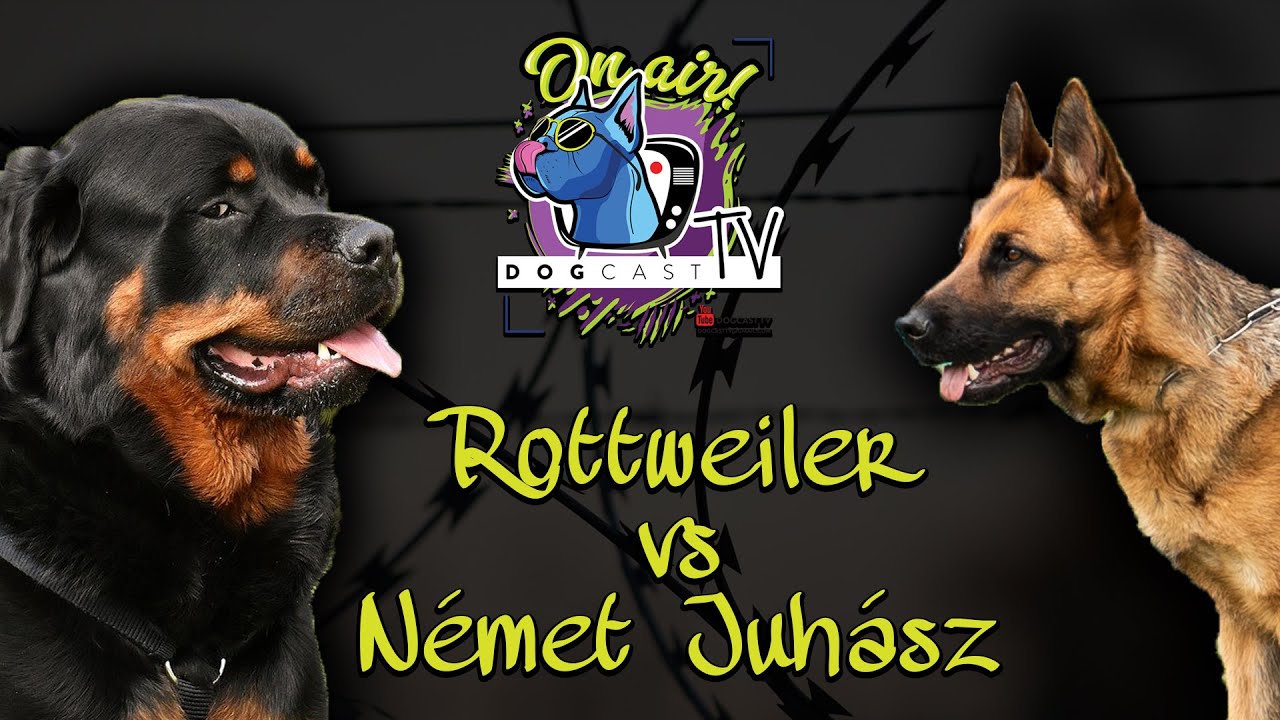 Német juhászkutya vs Rottweiler!  Őrző-védő kutya bajnokság!  DogCast TV!