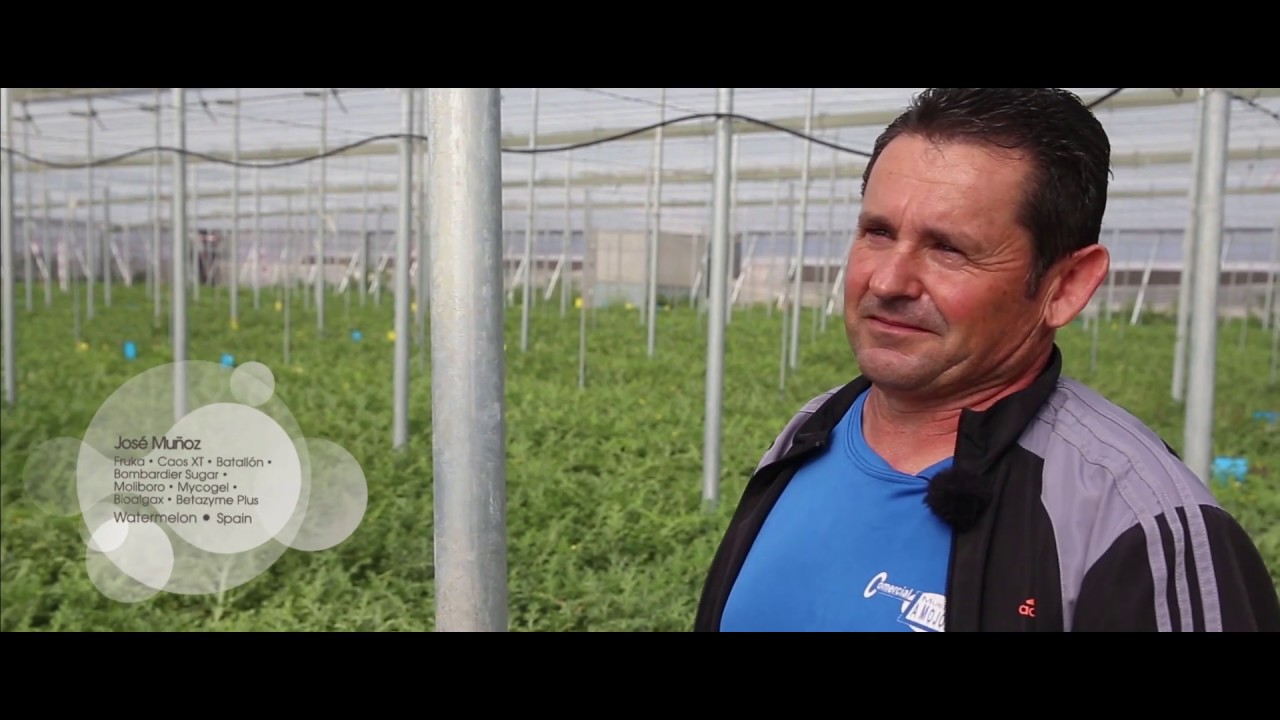 Testimonio Agricultor Sandía Mini - Almería (España)