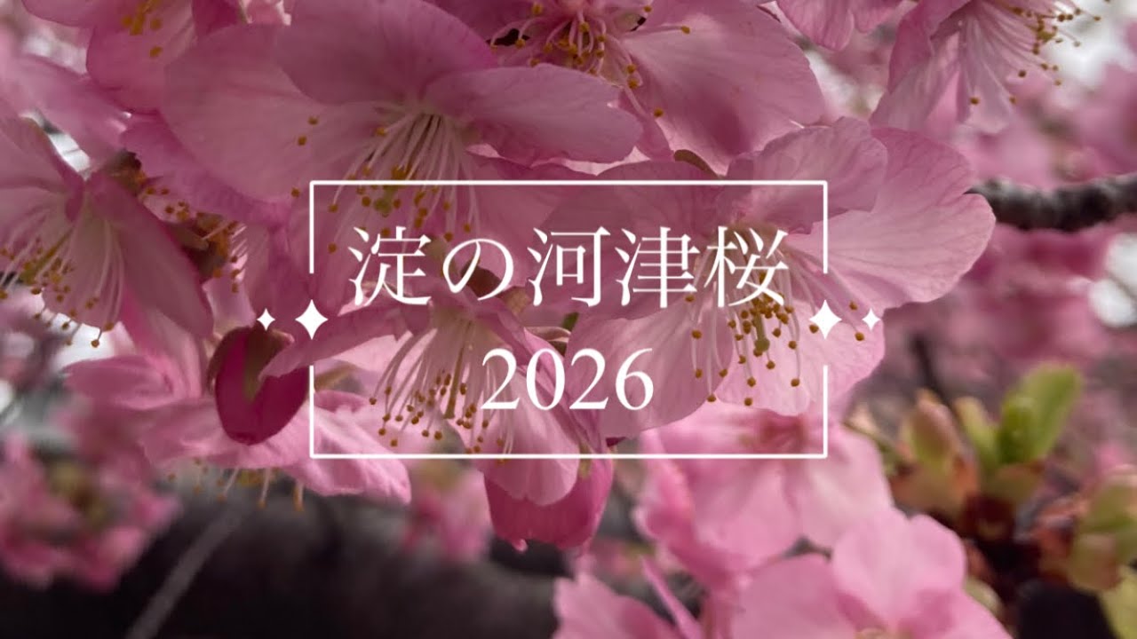 河津桜を見に行くよ❣️京都🚃淀駅