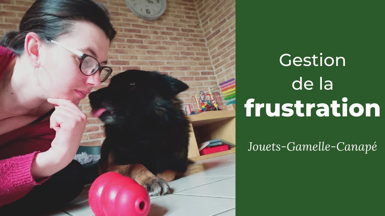 Mon chien grogne quand je m'approche de ses jouets, sa gamelle ou du canapé : MES SOLUTIONS