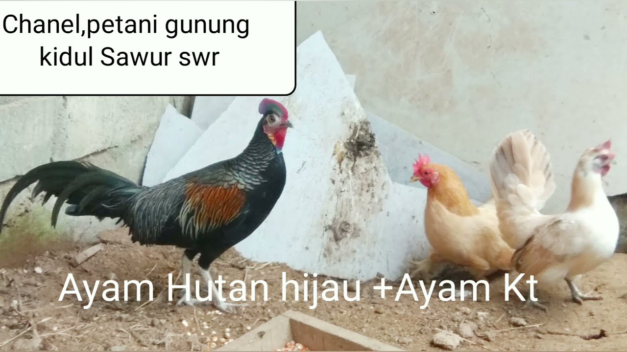 Bekisar Hasil silang Ayam Hutan Hijau jantan + Ayam KT betina