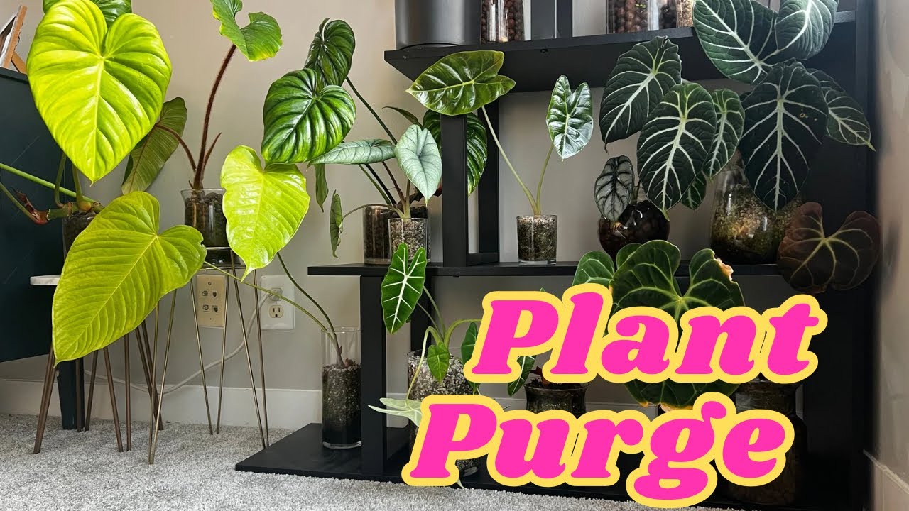 Clearing Out Half My Plant Collection | PART 1