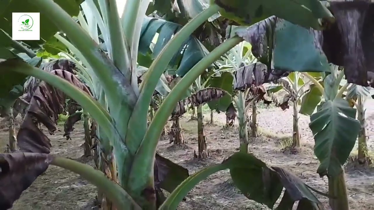 কলা গাছে ইউরিয়া সারের অভাব