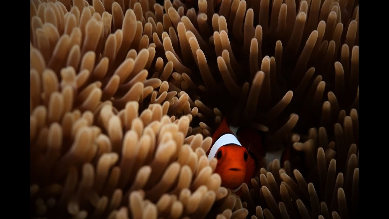 Coral Reef Aquarium 4K – Relaxing Fish & Ocean Sounds for Meditation