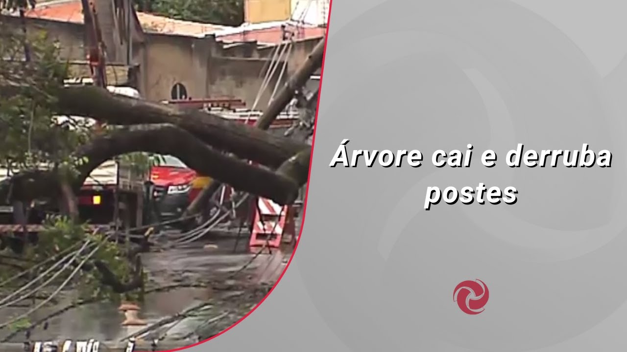 Árvore cai e derruba postes no bairro Juliana em BH