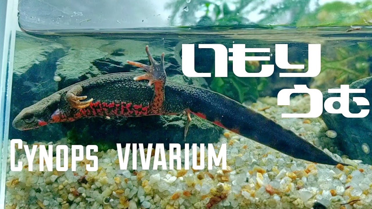 イモリウムつくった【レプタイルボックス購入】イモリ×苔　Make a newt terrarium tank