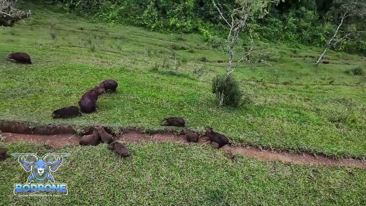 Vôo exploratório no meio do pasto vejam só oque achamos 🐗🦔
